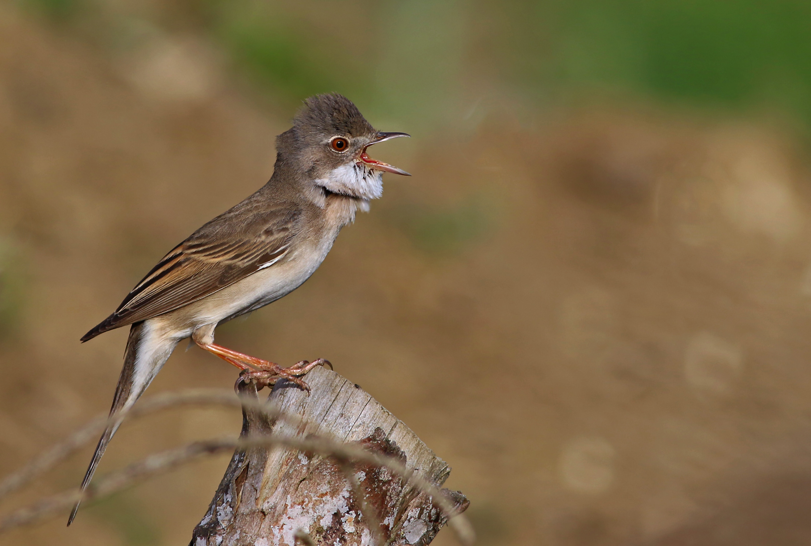 Greater Whitethroat